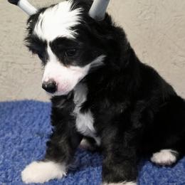 Chinese Crested puppies from Bent Oak Chinese Cresteds