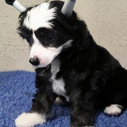Chinese Crested puppies from Bent Oak Chinese Cresteds