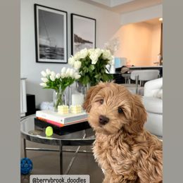 Australian Labradoodle Puppies from Berrybrook Doodles