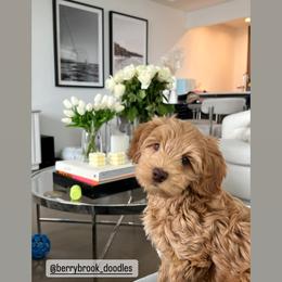 Australian Labradoodle Puppies from Berrybrook Doodles
