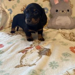 Piper - Black and tan female Dachshund puppy in Springfield, Tennessee from Savannah’s Doxie Palace