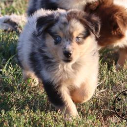 Earl - Blue merle male Miniature Australian Shepherd puppy in Garden Plain, Kansas from Krazy K Aussies