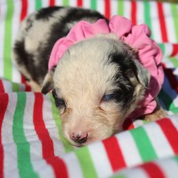 Jasmine - Blue merle female Australian Shepherd puppy in Four Oaks, North Carolina from RoseWest Farms