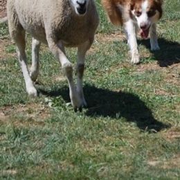 Border Collies from Karma Performance