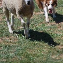 Border Collies from Karma Performance