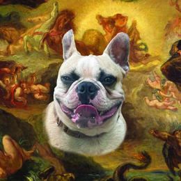 Astro - Boston Terrier