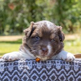 Birdie - Red tri-color female Australian Shepherd puppy in Takilma, Oregon from Little Elder Creek Australian Shepherds