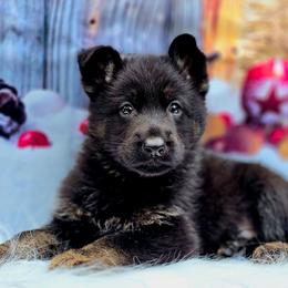 Sirius - Blue Collar - Black and tan male German Shepherd puppy in Hawthorne, Florida from Lace's High Flying German Shepherds And Golden Retrievers