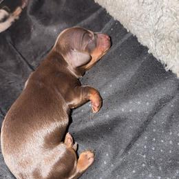 Padme - Chocolate and tan female Dachshund puppy in Joplin, Missouri from Precious Paws