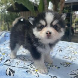 Taurus - Black and white male Pomsky puppy in Homeland, California from Lara's Ranch Pomskies