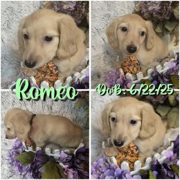 Romeo - Cream male Dachshund puppy in Townsend, Georgia from Salt Creek Dachshunds