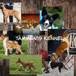 Basenji All Grown Up from Tammen's Kennel