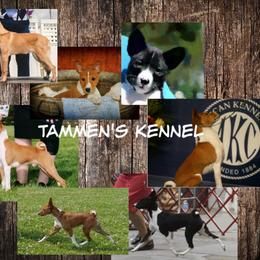 Basenji All Grown Up from Tammen's Kennel