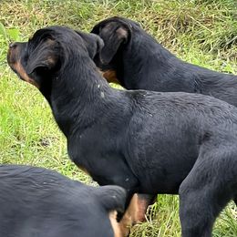 Boy 3 - Black and rust Rottweiler puppy in Fowler, Ohio from Pushing Performance Rottweilers