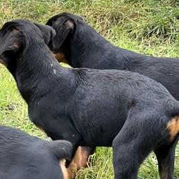 Boy 3 - Black and rust Rottweiler puppy in Fowler, Ohio from Pushing Performance Rottweilers