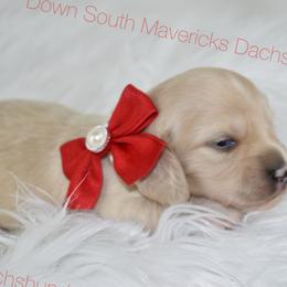 Light cream girl - Cream female Dachshund puppy in Seminary, Mississippi from Down South Mavericks Dachshunds