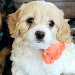 Cavapoo and Goldendoodle Puppies from Hearts Full of Puppies