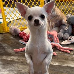 Jeanine - Chihuahua