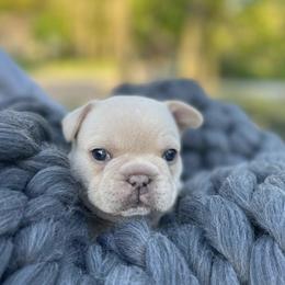 French Bulldogs from Gemballa French Bulldogs