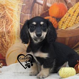 Hank - Black and cream male Dachshund puppy in Nashville, Arkansas from Cuddles n Curls