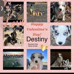 Australian Shepherd Puppies from EJfarms365