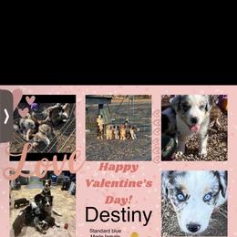 Australian Shepherd Puppies from EJfarms365