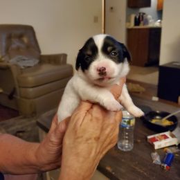 Spot - Black and white male Chihuahua puppy in Madison, Wisconsin from Lynda Pups