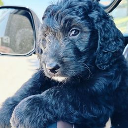 Goldendoodles from Golden Mountain Doodles