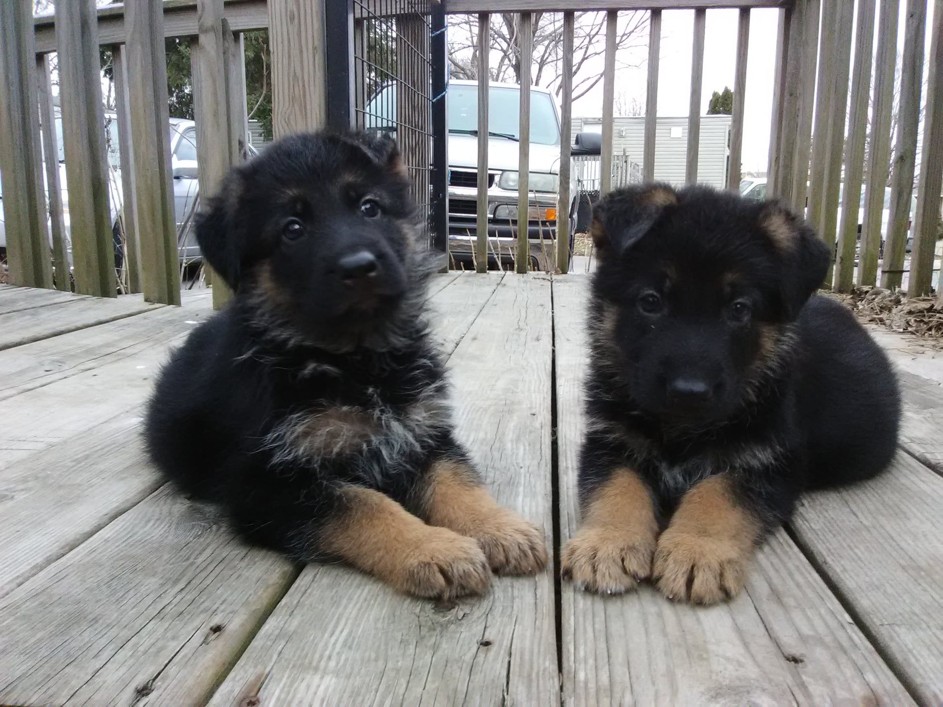 German Shepherds from Marbany Kennels