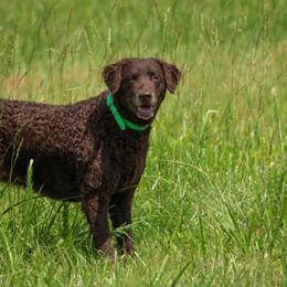 Curly-Coated Retrievers from FullCircle Curly-Coated Retrievers