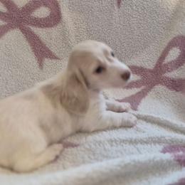 Sissie - Piebald female Dachshund puppy in Denton, Georgia from Pleasantdachs Minis