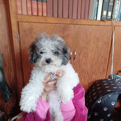 Cockapoo and Golden Mountain Doodle Puppies from Doodles of Joy