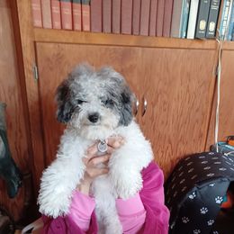 Cockapoo and Golden Mountain Doodle Puppies from Doodles of Joy