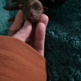 Tiny chocolate boy - Chocolate and tan male Yorkshire Terrier puppy in Yukon, Oklahoma from Tiffs Yorkie babies