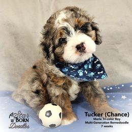 CHANCE - Green Collar - Merle male Bernedoodle puppy in Jackson, Michigan from A Star is Born Doodles