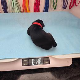 Red boy - Black and mahogany male Rottweiler puppy in Lebanon, Oregon from SOUTH SANTIAM ROTTWEILERS