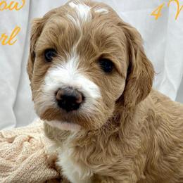 Yellow Girl - Red  female Goldendoodle puppy in Travelers Rest, South Carolina from Bailey Mountain Doodles