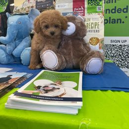 Maltese, Maltipoo, Poodle, and Yorkshire Terrier Puppies from Paw Perfect Pets