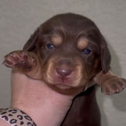 Godiva - Chocolate female Dachshund puppy in Saginaw, Texas from Saginaw Dachshunds