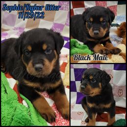 French Bulldog, Miniature Schnauzer, and Rottweiler Puppies from Mystique Kennel
