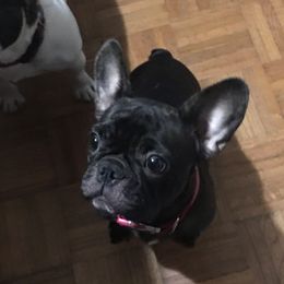Star - French Bulldog
