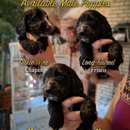 Frisco - Black male Dachshund puppy in Columbia, South Carolina from A&R Dachshund