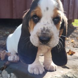 Basset Hound Puppies from Legendary Basset Hounds