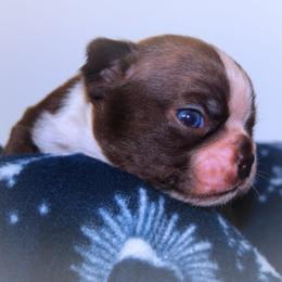 Baby Francis - Red male Boston Terrier puppy in Kingsport, Tennessee from Sleepwalker Bostons