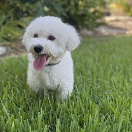 Bichon Frises and Poodles from Casa de Curls
