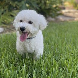 Bichon Frises and Poodles from Casa de Curls