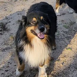 Ron - Australian Shepherd