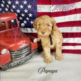 Papaya - Red  male Goldendoodle puppy in Mancelona, Michigan from Lavender poodles & doodles