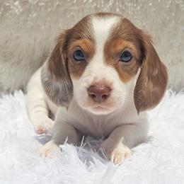 3000..Raya - Chocolate and tan female Dachshund puppy in Winter Haven, Florida from Gateway 2 Little Paws