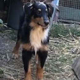 Old Time Scotch Collie Puppies from Carabella Vintage Collies
